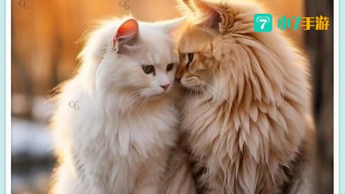 猫咪情人